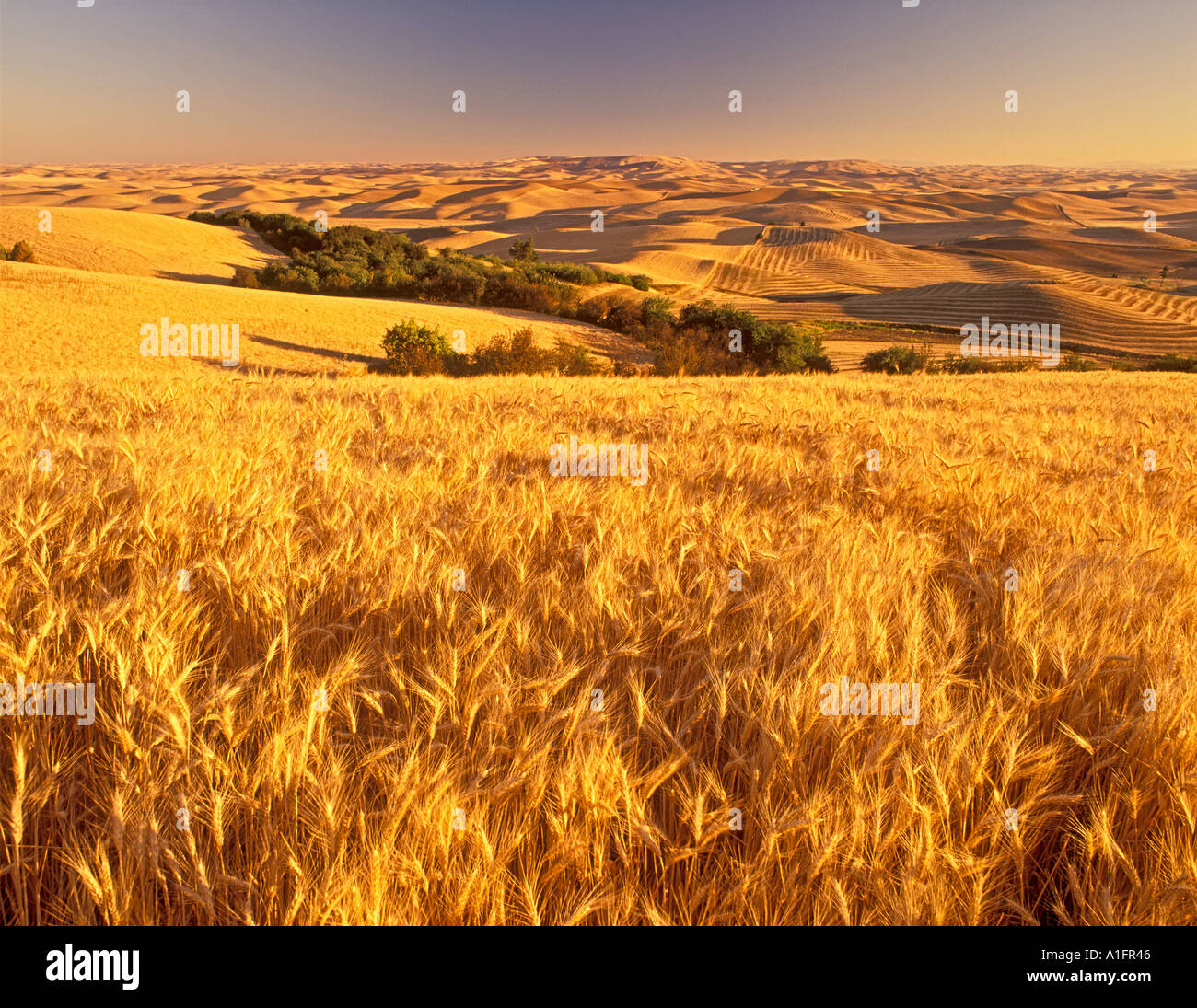 Vista ravvicinata di grano e le colline ondulate di grano nel retro vicino Colfax Washington Foto Stock