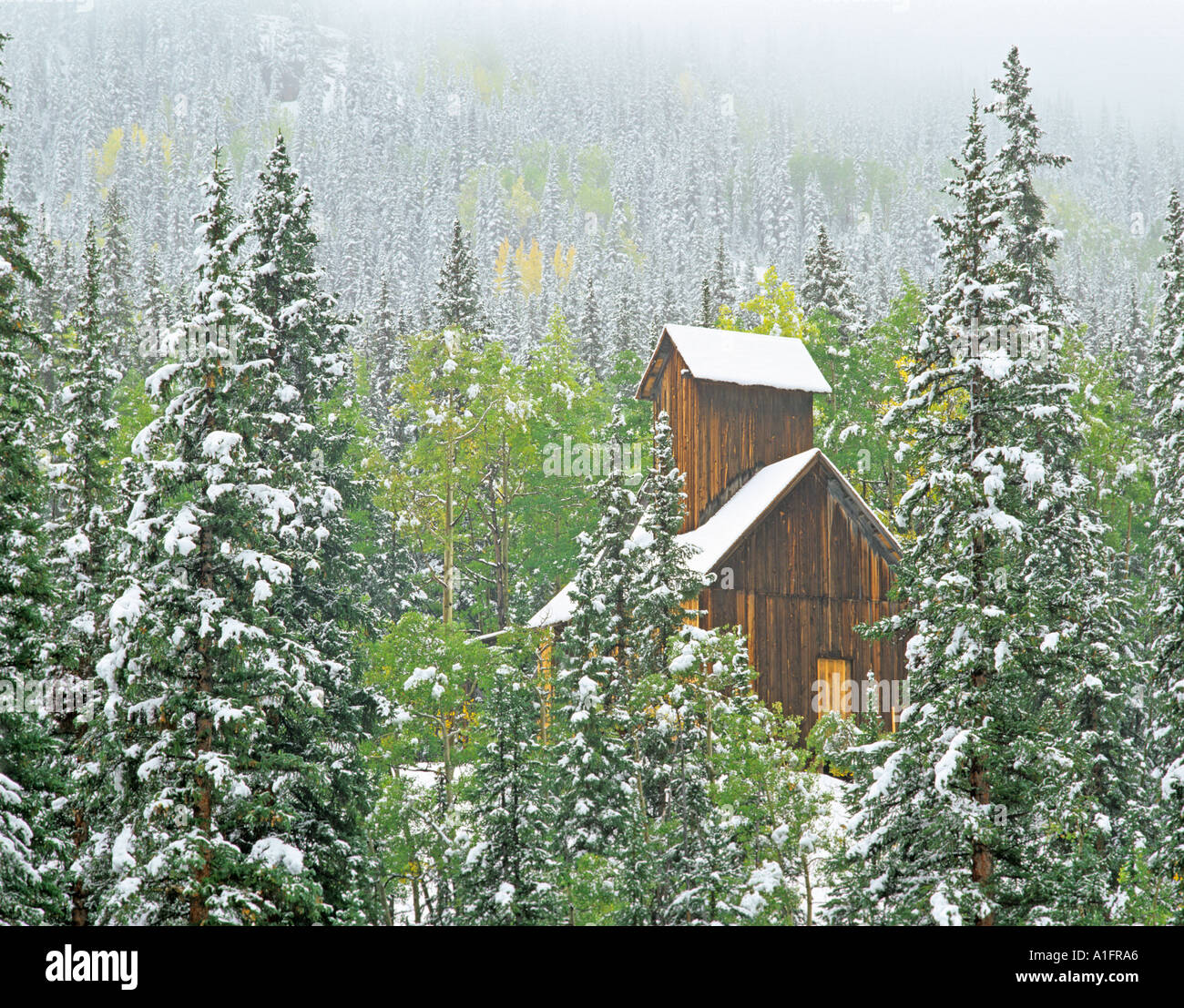 Struttura di data mining con nevicata caduta e colorato Uncompahgre aspens Foresta Nazionale di Colorado Foto Stock