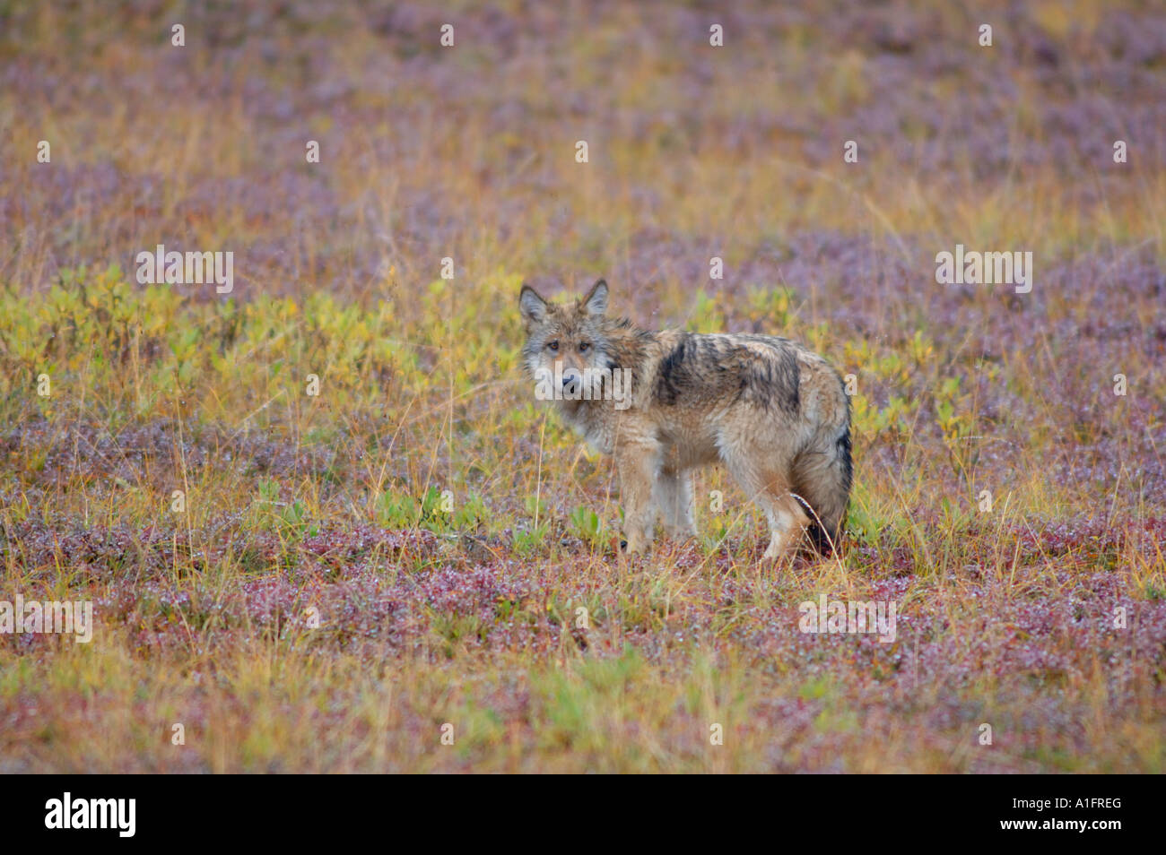 Lupo Canis lupus pup sulla tundra caduta nel Parco Nazionale di Denali interno dell Alaska Foto Stock