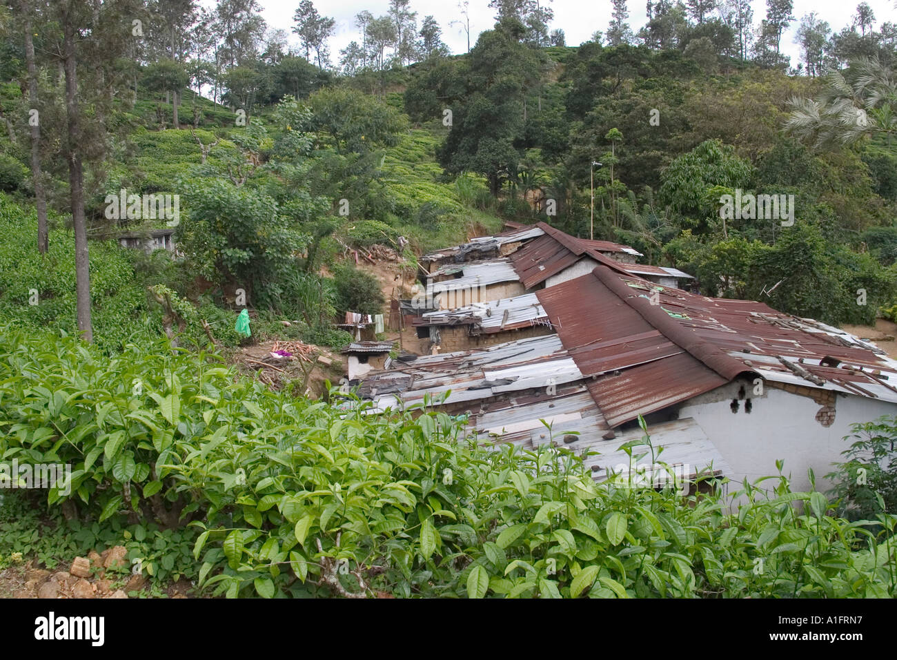 Raccoglitori di tè villaggio nella piantagione di tè. Ella, Sri Lanka Foto Stock