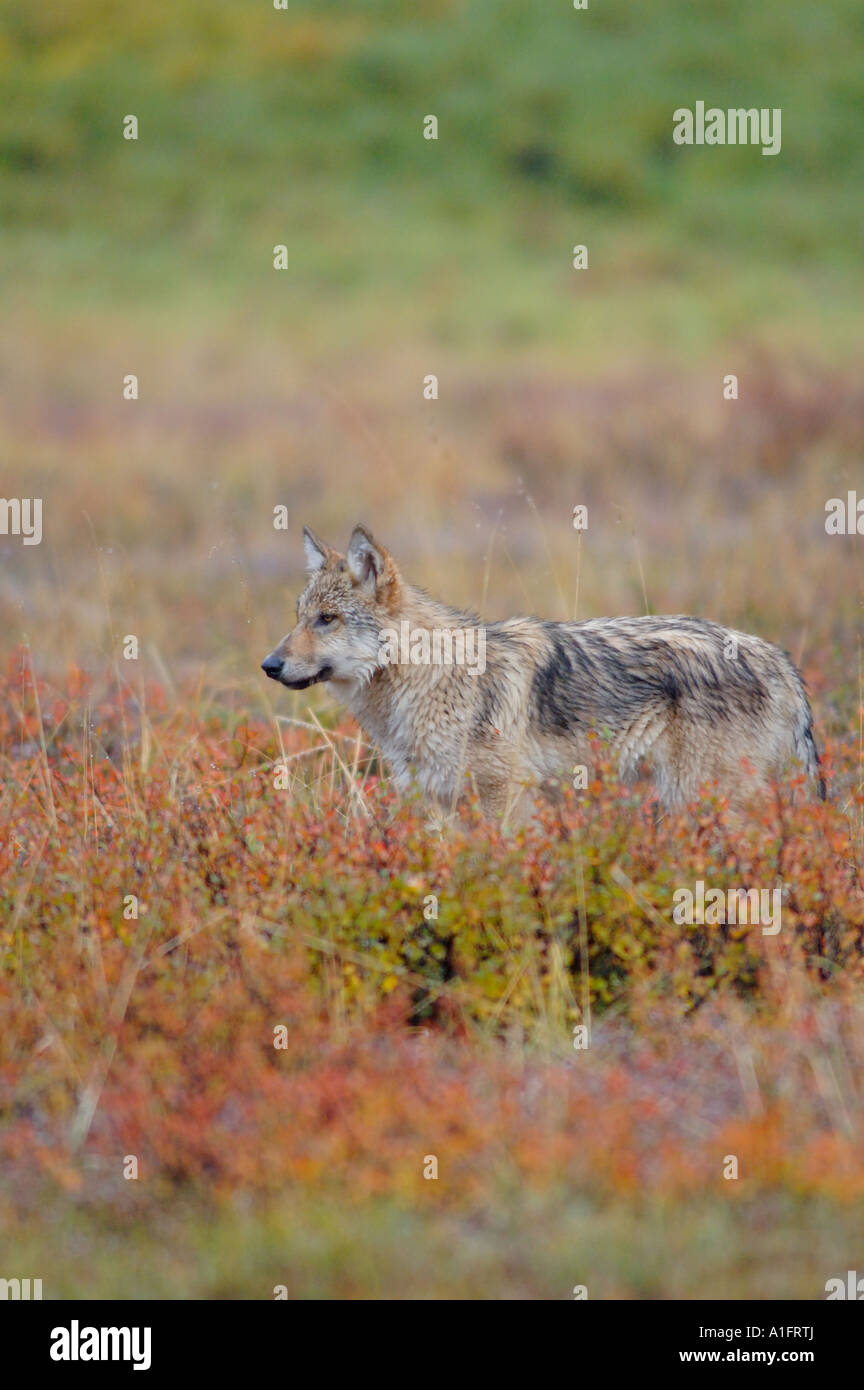 Lupo Canis lupus pup sulla tundra caduta nel Parco Nazionale di Denali interno dell Alaska Foto Stock