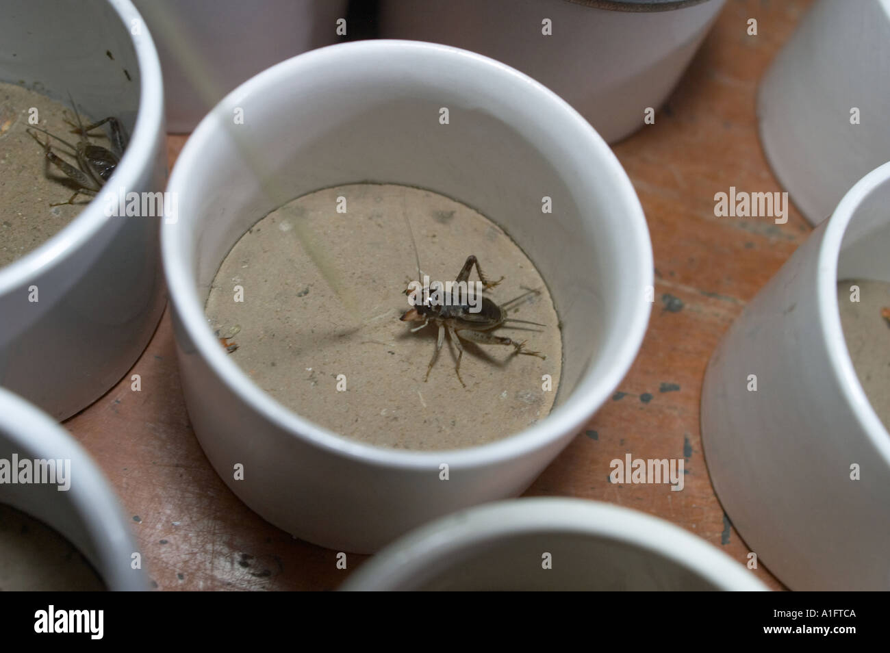 Cricket lotta popolare è un tempo di passaggio in Cina questi uomini sono la visualizzazione scegliendo Selezione di acquistare quindi le scommesse su combattimenti e guardare i grilli insetti a dongtai fiore pesci di uccelli ed insetti mercato cinese di Shanghai i grilli sono venduti in piccoli vasi e vengono agitati con un bastone per vedere quanto bene si sarebbe lotta Foto Stock