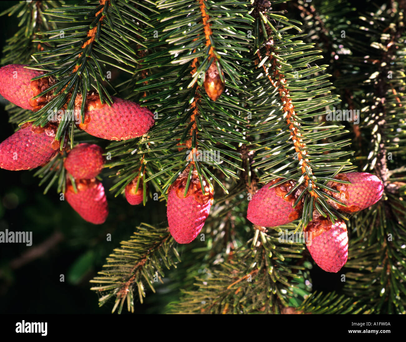 Red Staminate amenti di Sitka Spruce Picea sitchensis Samuel H Boardman Park Oregon Foto Stock