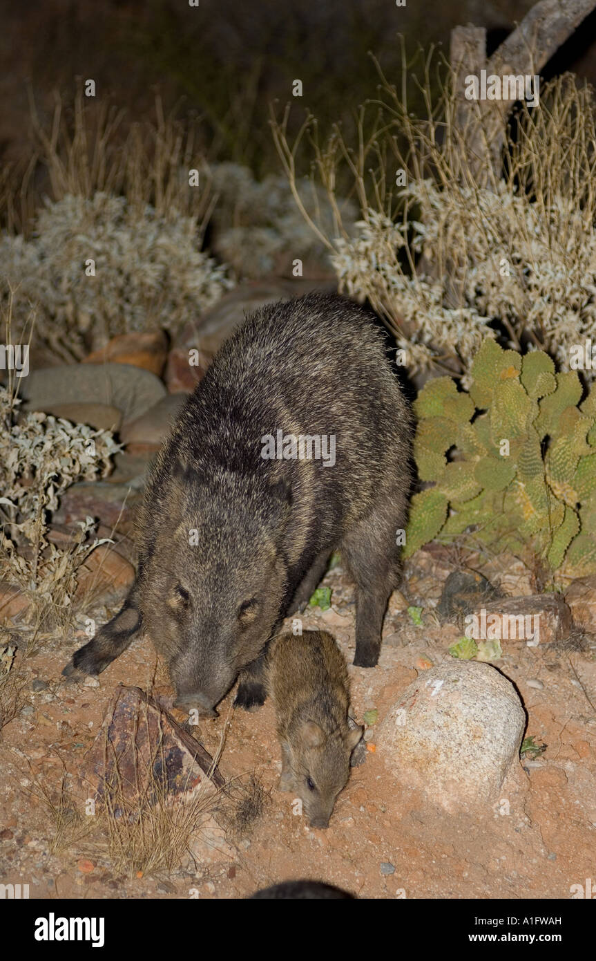 Acciuffato pecari Dicotyles tajacu o javelina seminare con piglet vagare semidesert area delle montagne Catavina Arizona Foto Stock