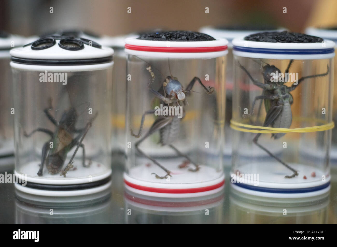 Grilli nelle caselle viva in fiore dongtai pesci di uccelli ed insetti mercato cinese di Shanghai Foto Stock