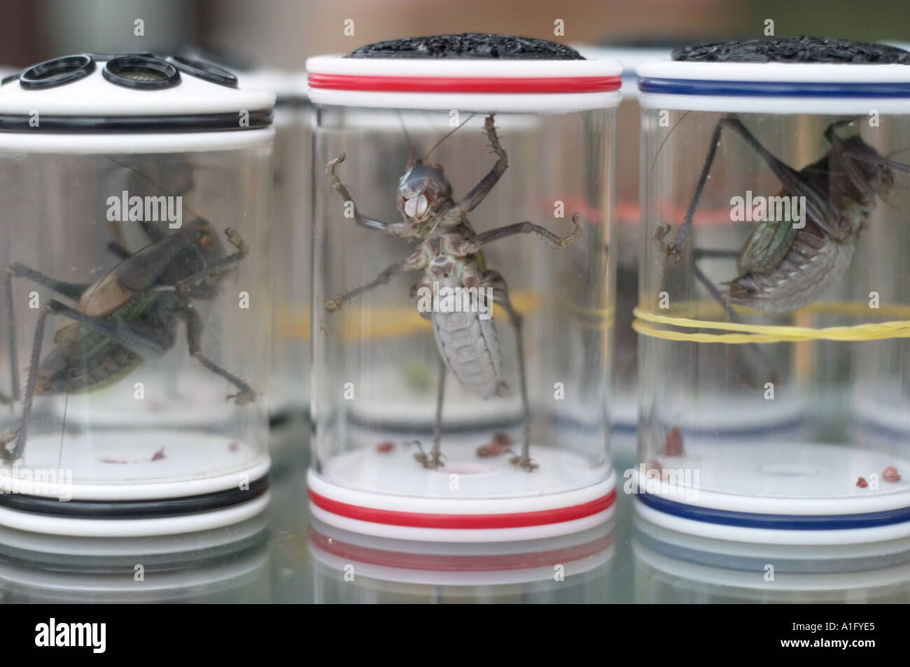 Grilli in barattolo viva in fiore dongtai pesci di uccelli ed insetti mercato cinese di Shanghai Foto Stock