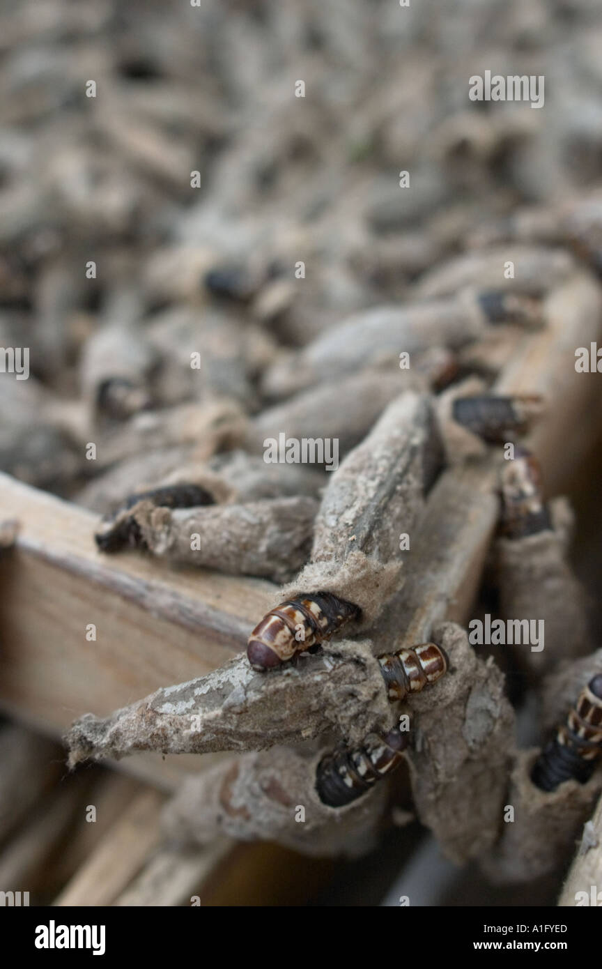 Partite di cricket crisalide per la vendita in fiore dongtai pesci di uccelli ed insetti mercato cinese di Shanghai Foto Stock
