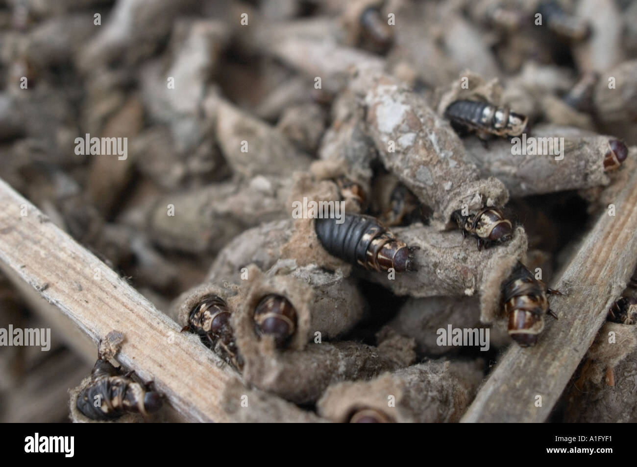 Partite di cricket crisalide per la vendita in fiore dongtai pesci di uccelli ed insetti mercato cinese di Shanghai Foto Stock