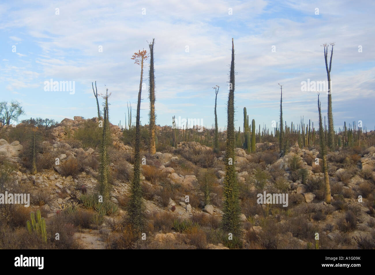 Boojum o cirio alberi Fouquieria columnaris nel deserto sulla penisola della Baja California Messico Foto Stock