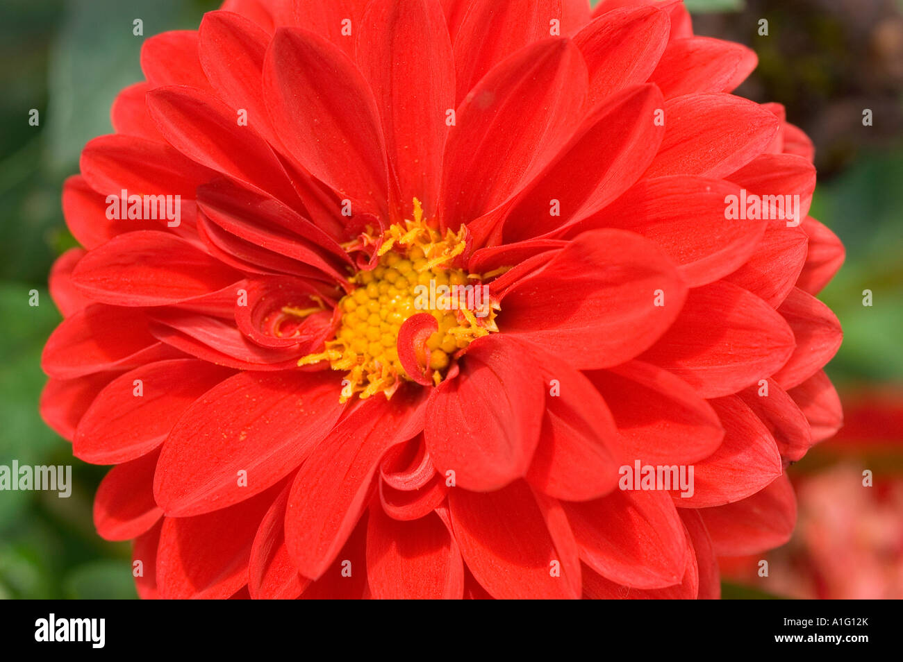 Fiore rosso close up Dahlia Eugenie verdier Foto Stock