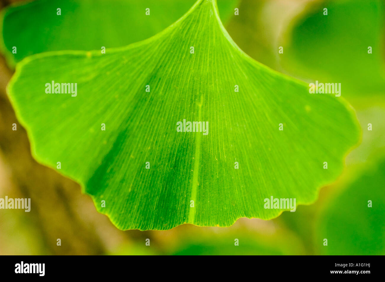 Foglie di Gingkoceae Ginkgo biloba Cina albero fossile maidenhair tree argento giapponese albicocca baiguo bai guo ye kew tree Foto Stock