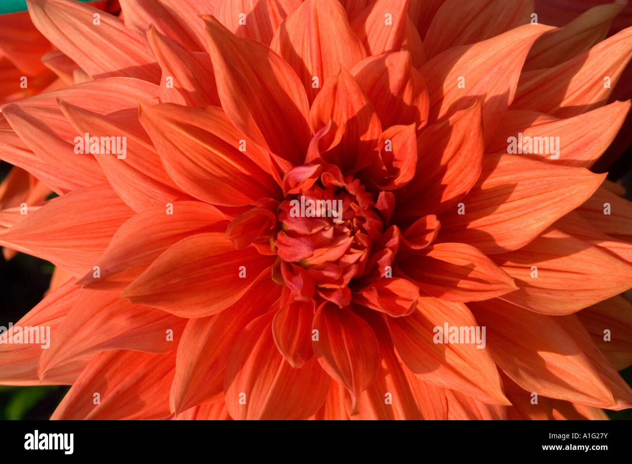 Rosso arancione fiore close up Dahlia spettacolo di colori Foto Stock