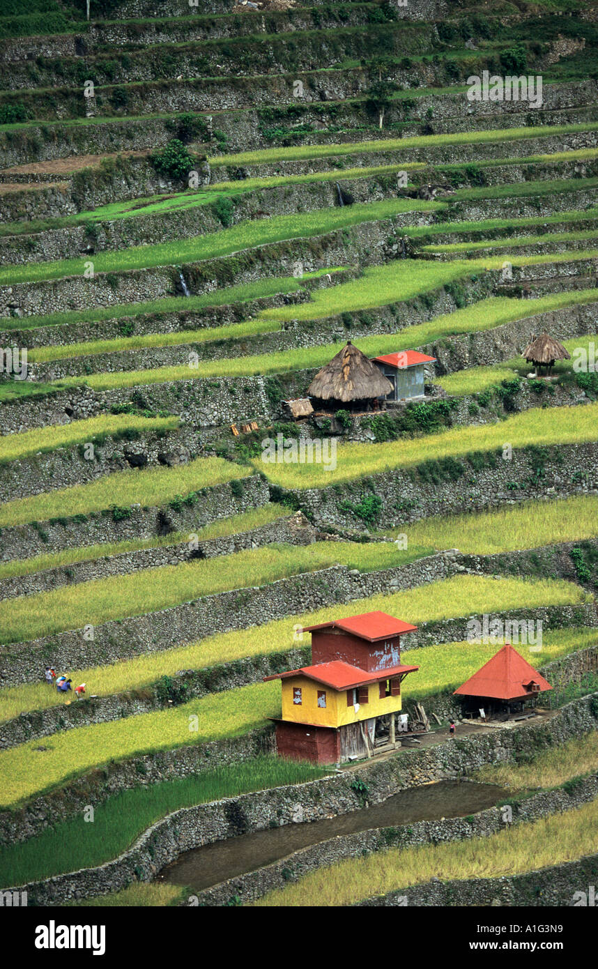 A Schiera campi di risone in Batad (Filippine). Rizières en terrasses à Batad (Filippine). Foto Stock