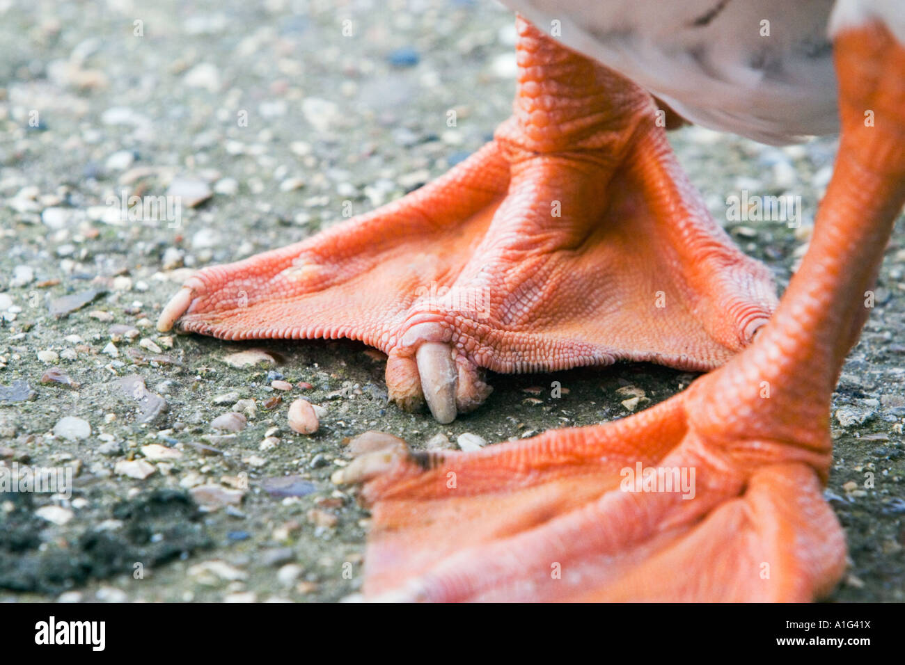 Primo piano dei piedi di oca Graylag Inghilterra Foto Stock