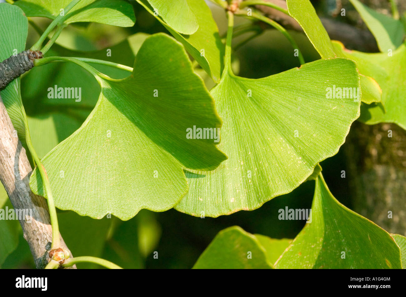 Foglie di Gingkoceae Ginkgo biloba Cina albero fossile maidenhair tree argento giapponese albicocca baiguo bai guo ye kew tree Foto Stock