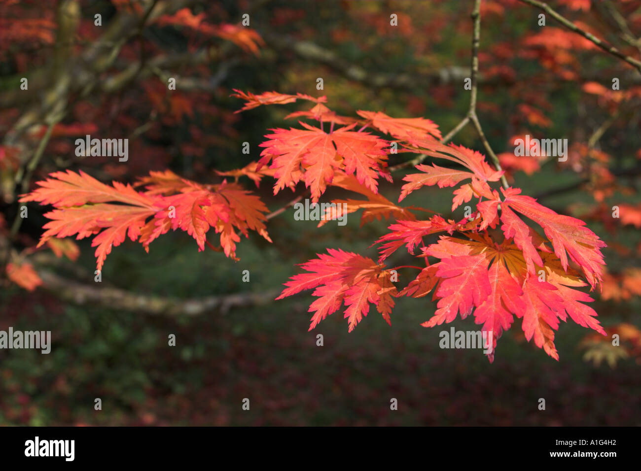 Acer palmatum var dissectum Palmatifidum. Gruppo di foglie in autunno Foto Stock