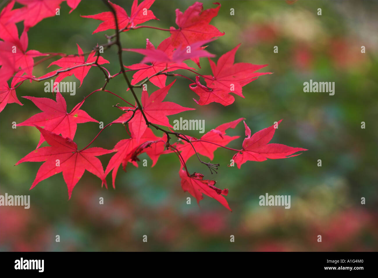 Acer palmatum. Acero giapponese. Rosso brillante colore di autunno. Foto Stock
