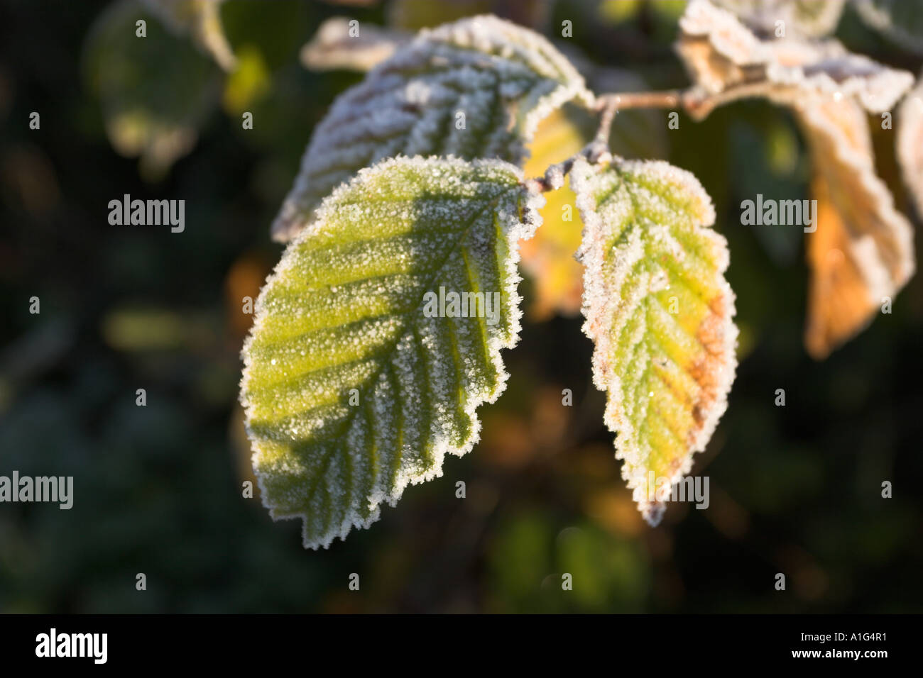Carpinus betulus AGM. Carpino bianco con la mattina presto la brina sulle foglie. Foto Stock