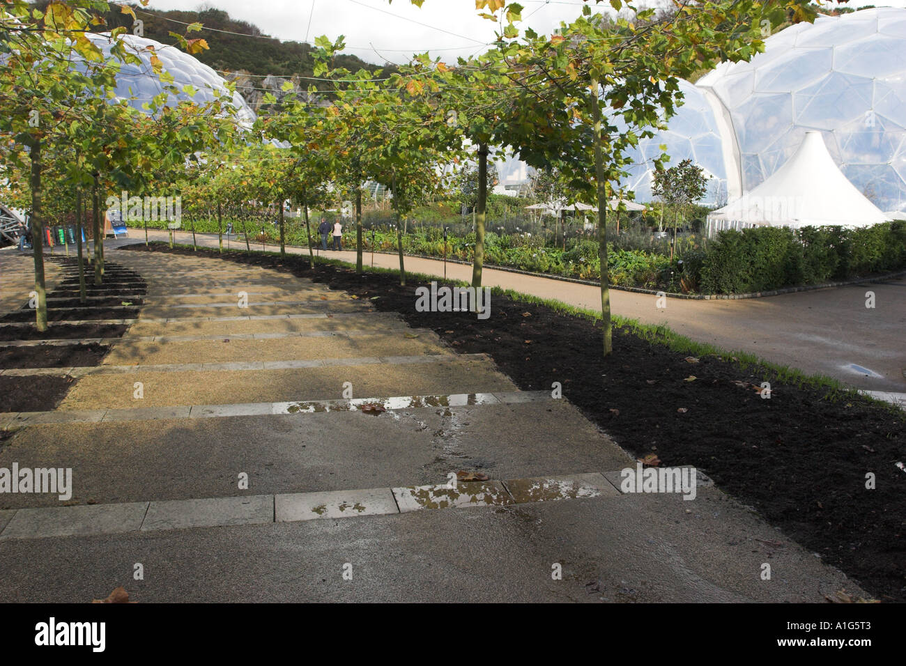 Avenue verso il basso passi di pleached platanus acerifolia sui fili di formazione all'Eden Project. Piano di Londra. Foto Stock