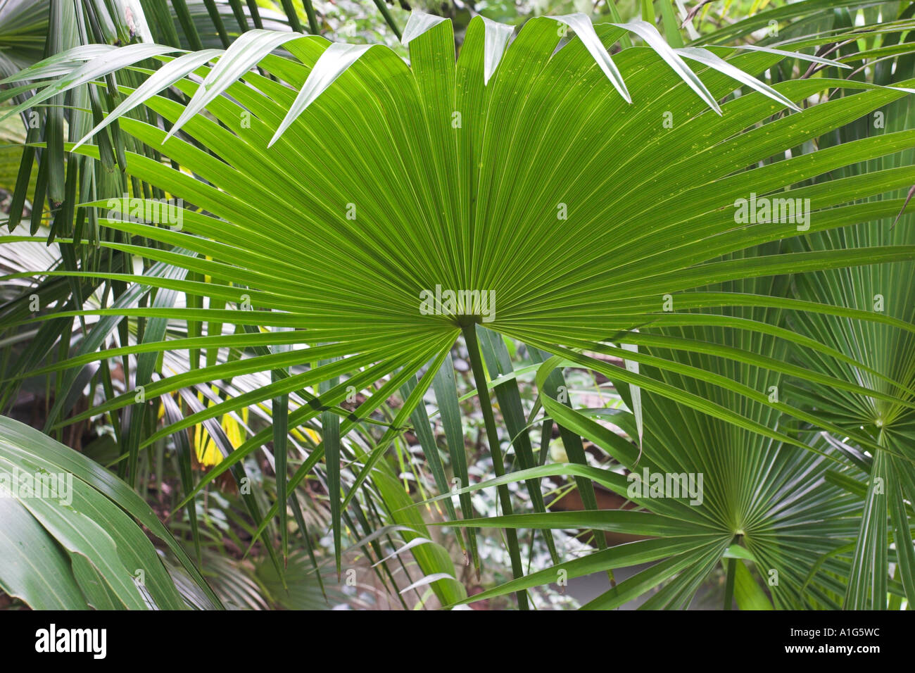 Il Cocos nucifera. Palma da cocco Foto Stock