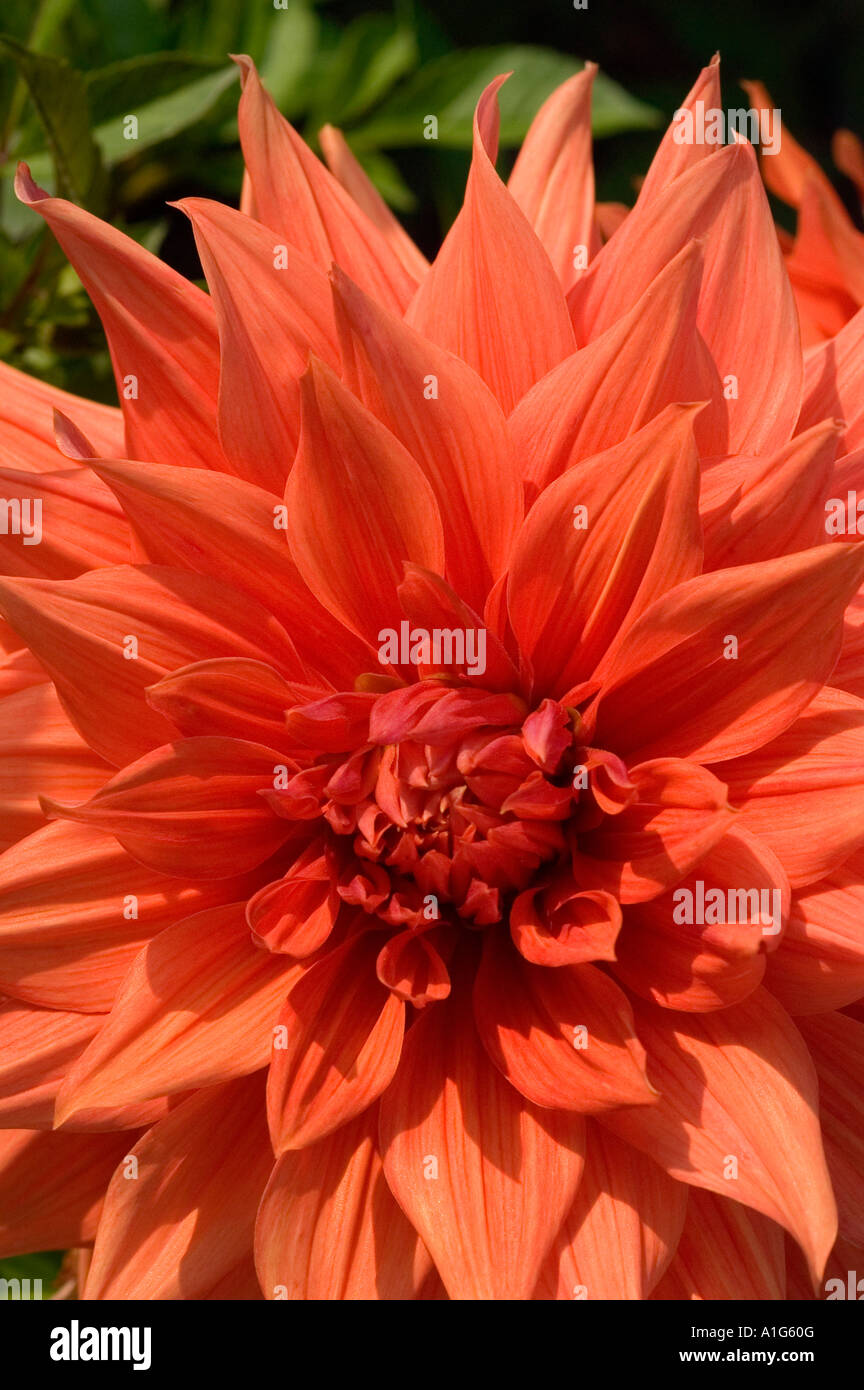 Rosso arancione fiore close up Dahlia spettacolo di colori Foto Stock
