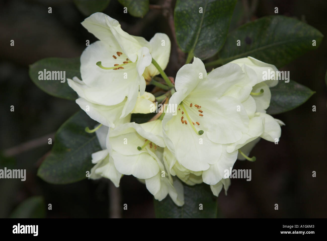 Rhododendron limone pallido Piattino bianco fiori sagomato Foto Stock