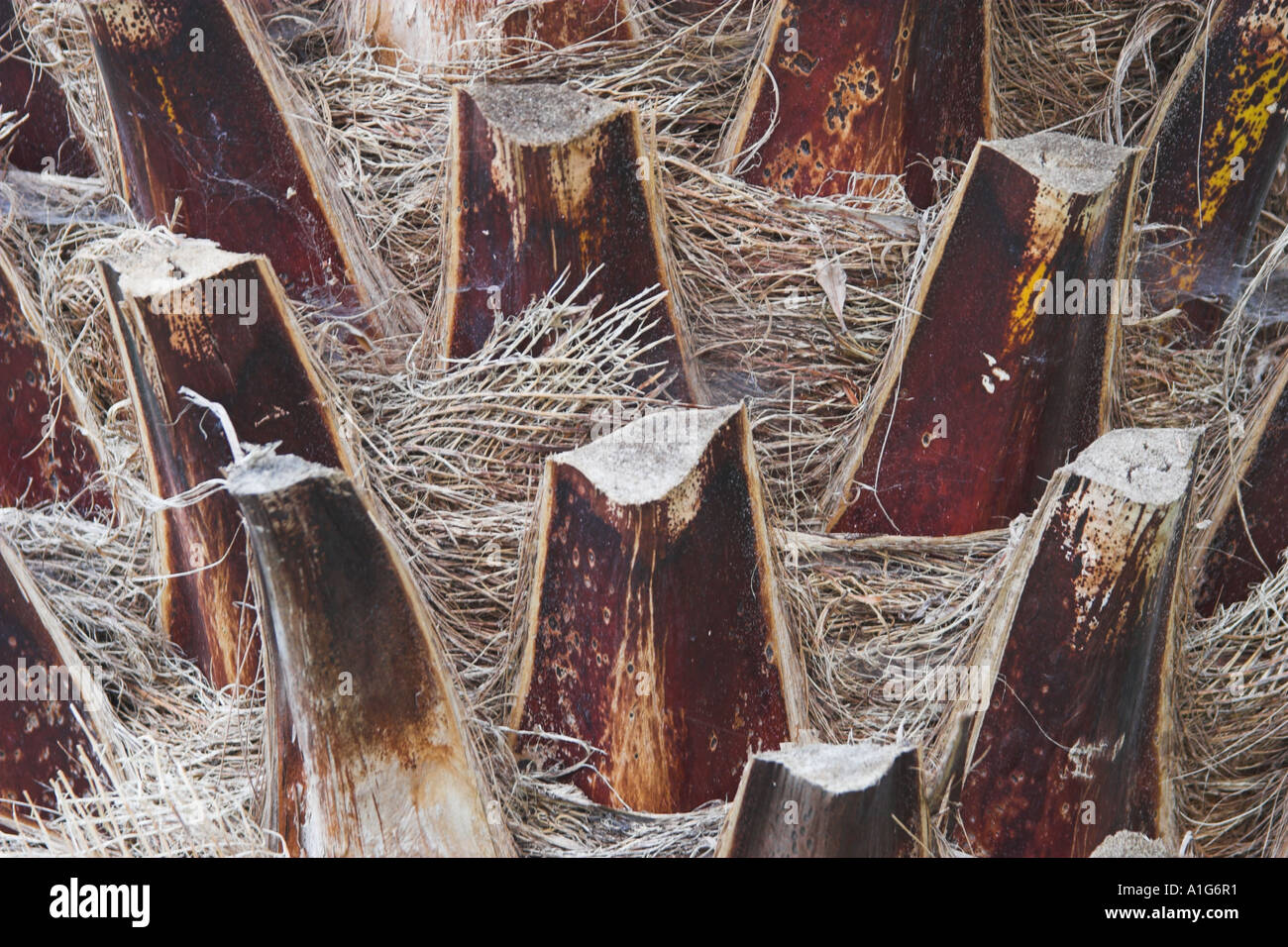 Tagliare i gambi di foglia su palm tronco di albero Foto Stock