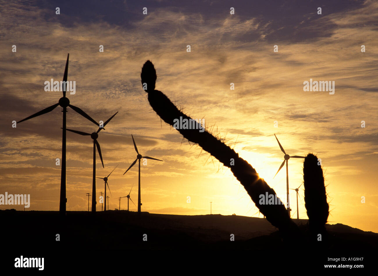 Fattoria eolica 10 MW in Sud America tra vegetazione xerofitica con cactus al tramonto vicino Fortaleza, Ceara, Brasile Foto Stock