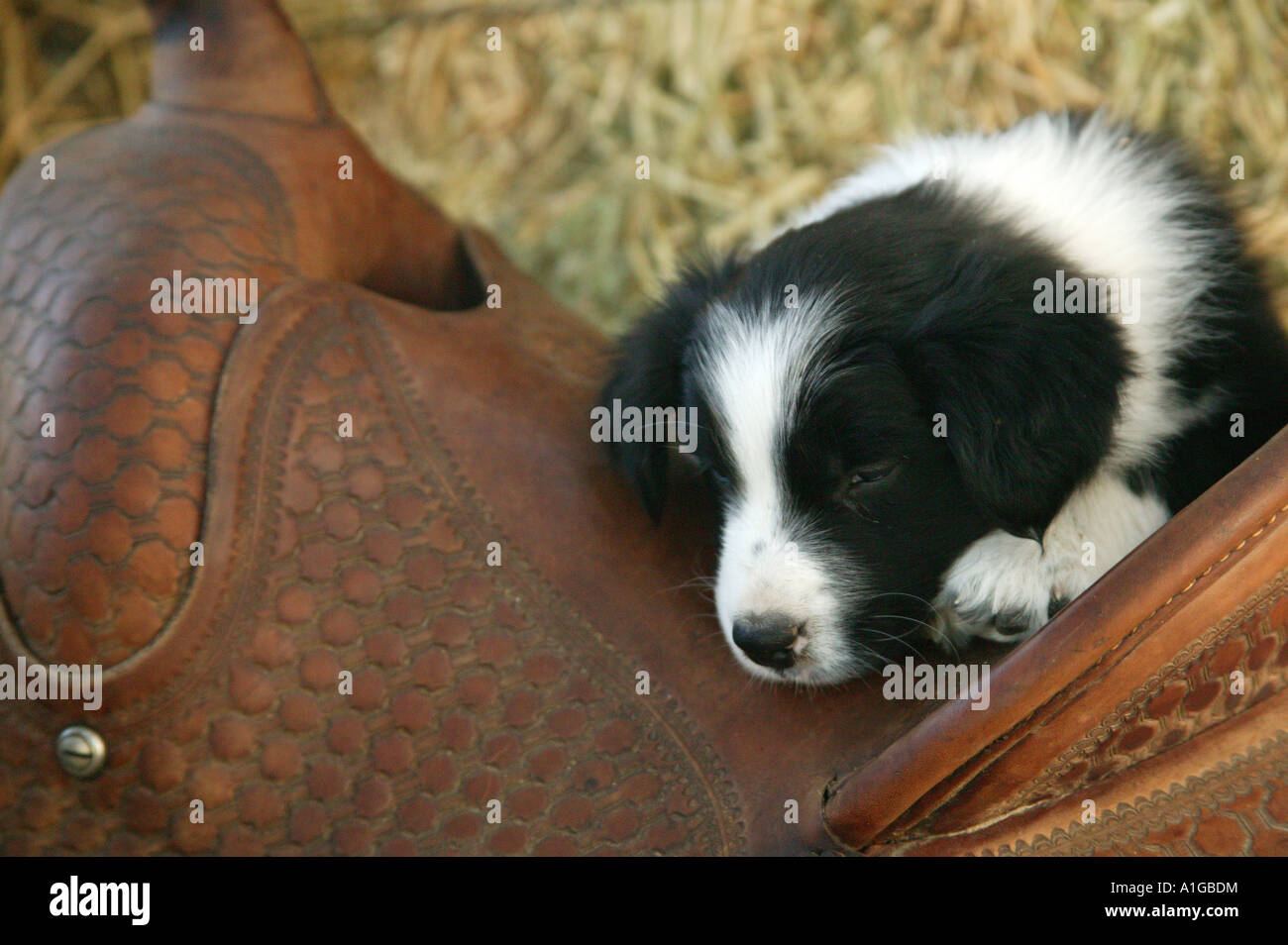 Border Collie cucciolo di dormire sulla sella, Foto Stock