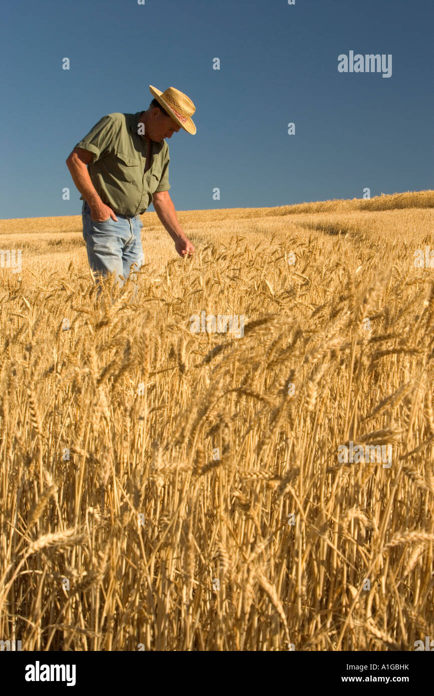 Agricoltore ispezione di coppia campo di grano, Oregon Foto Stock