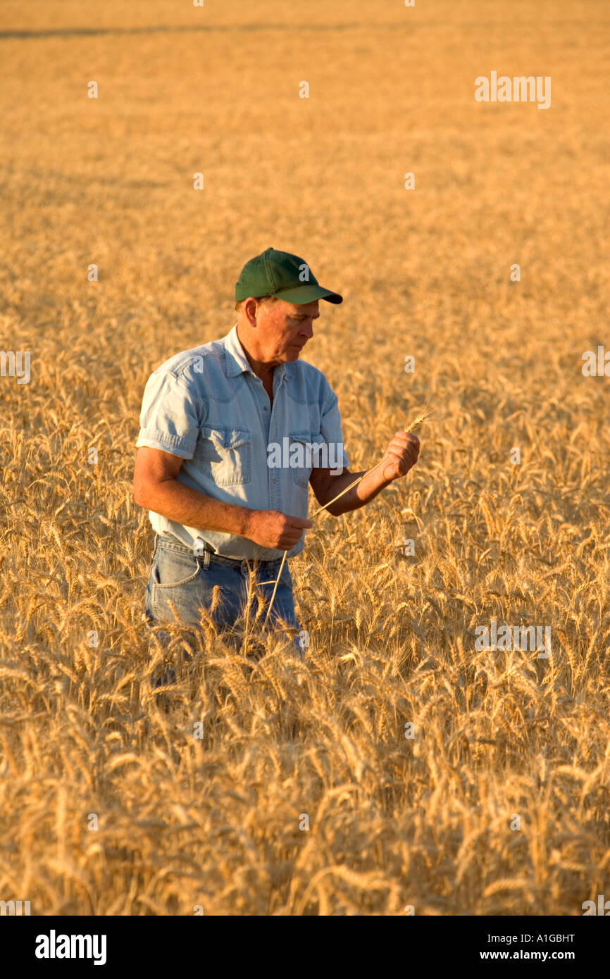 Agricoltore ispezione di coppia campo di grano, Foto Stock