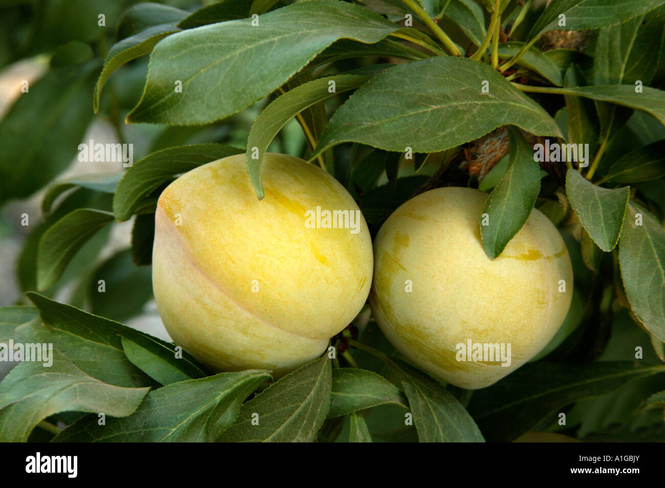 Le prugne " Hiro' varietà sul ramo, Foto Stock