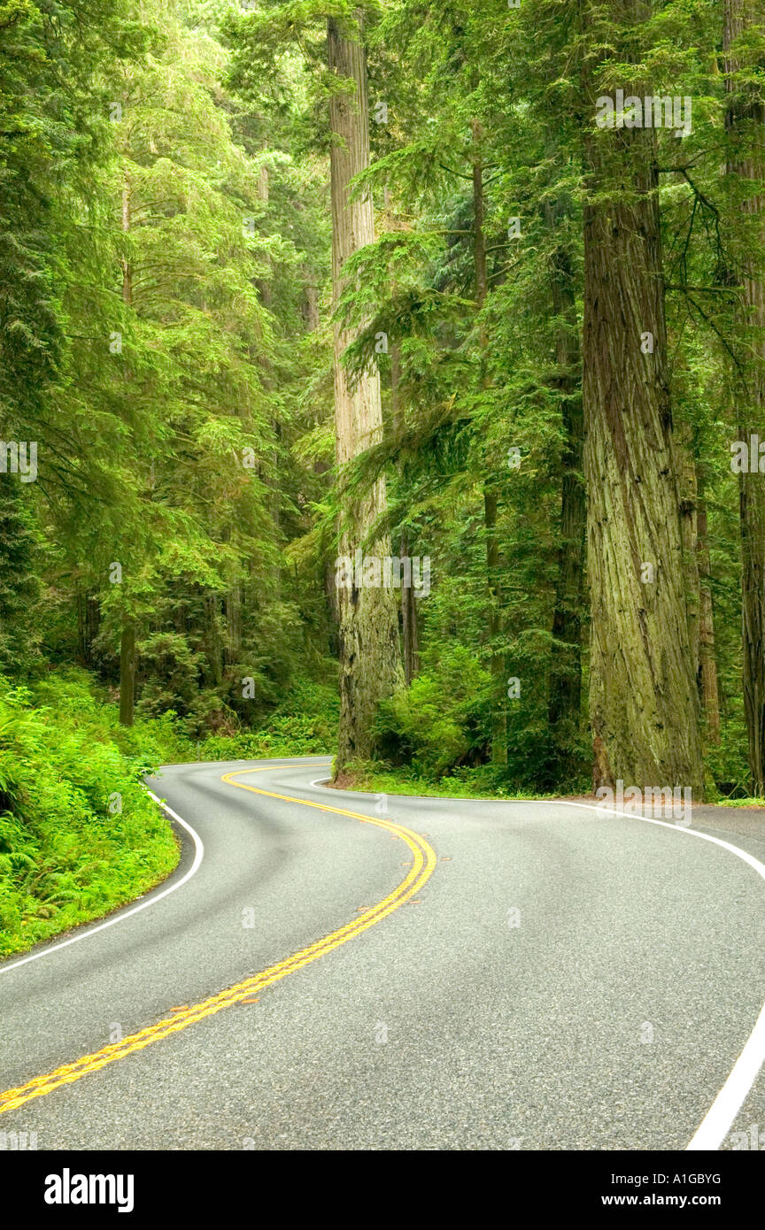 Autostrada curva sulla Statale 199, Redwood Forest. Foto Stock