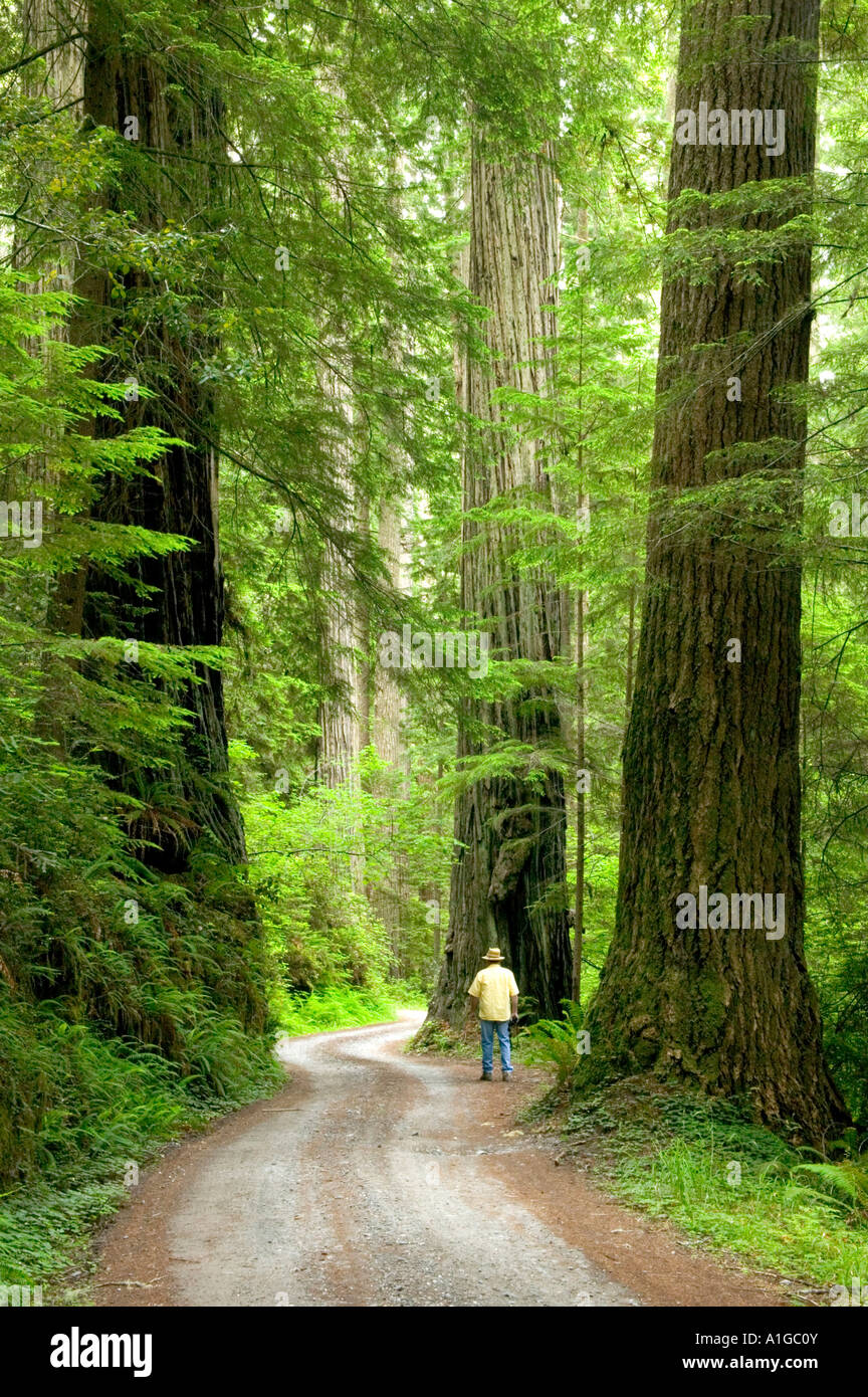 Redwood Forest, escursionista camminando sulla carreggiata, Prairie Creek State Park. Foto Stock