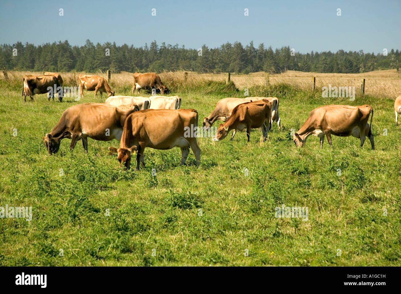 Jersey mucche al pascolo verde pascolo. Foto Stock