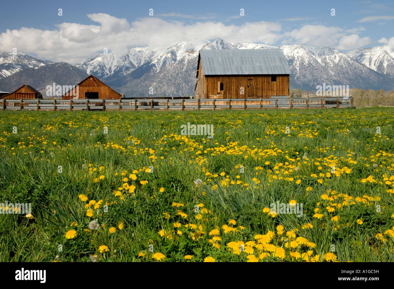 Ranch, il tarassaco cresce in abbondanza nel campo verde, Foto Stock