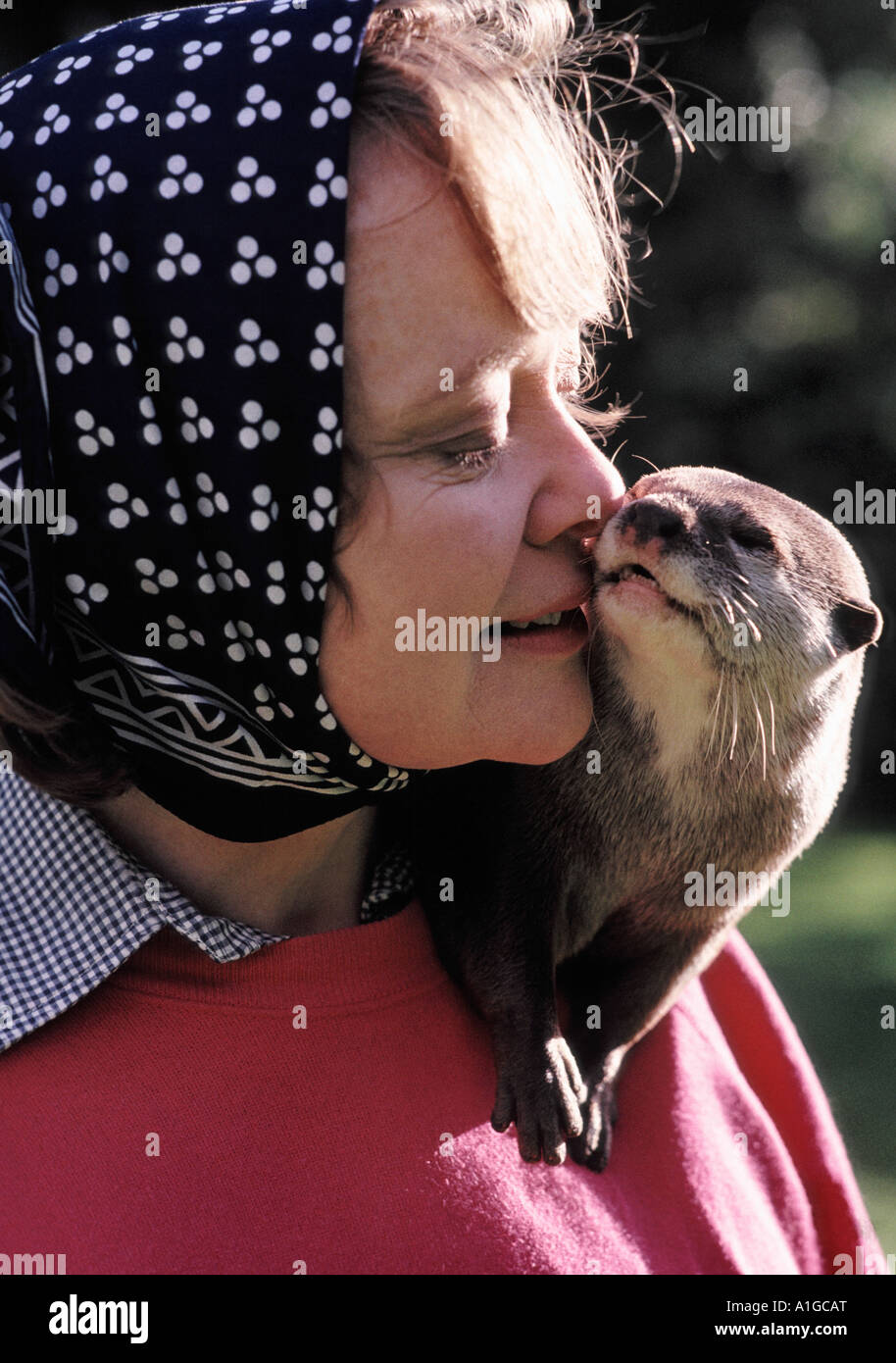 Daphne Neville con il suo animale domestico di lontra Bee al suo Gloucestershire home Foto Stock