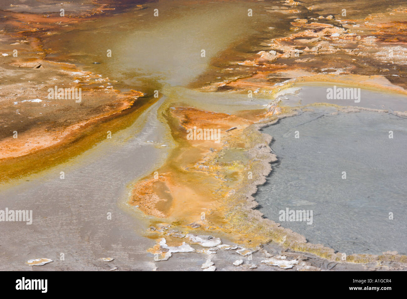 Modelli di cianobatteri nel canale di deflusso del Pool Firehole Parco Nazionale di Yellowstone USA Foto Stock