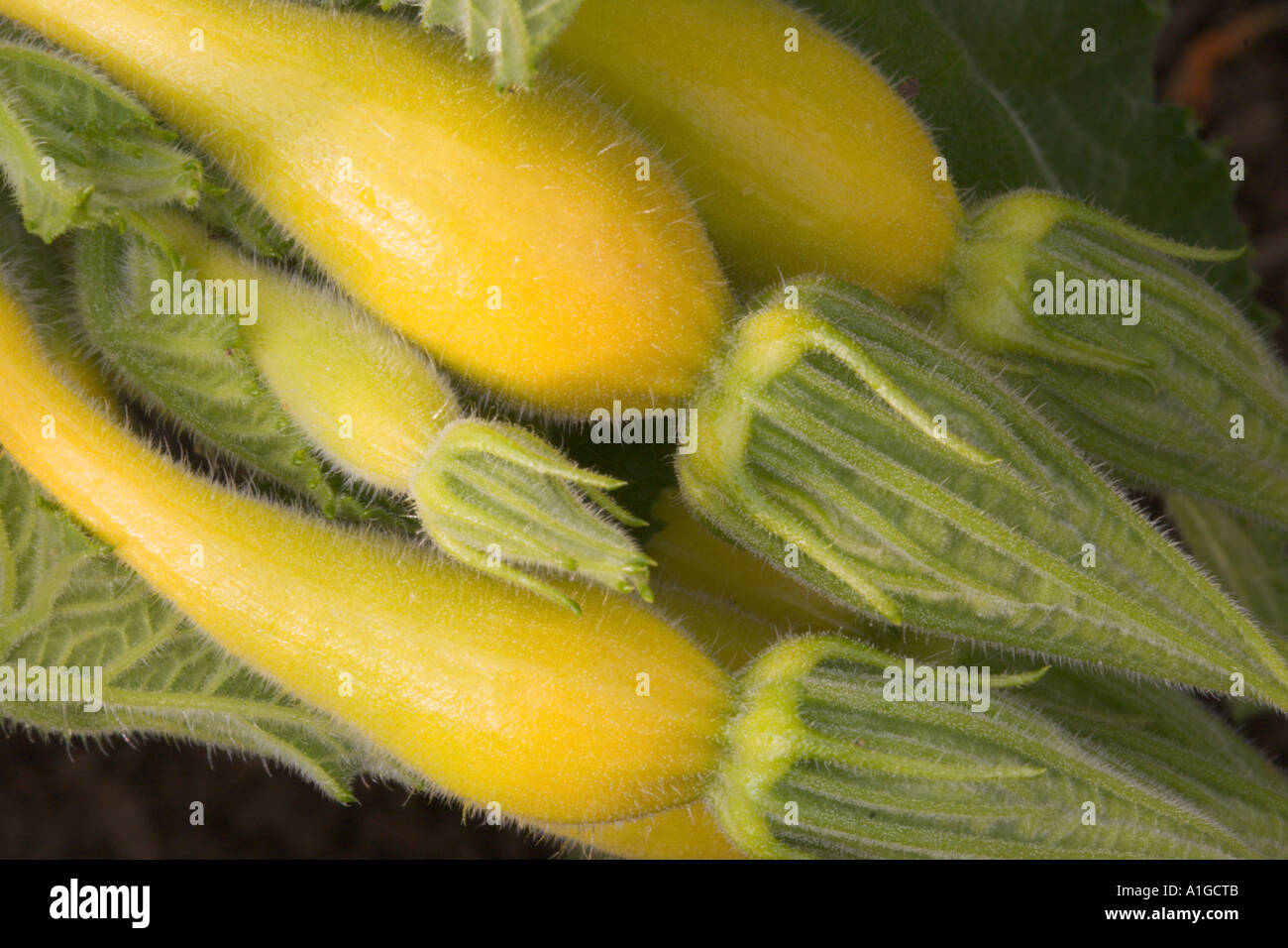 Giallo crookneck squash maturano in serra in tarda estate USA Foto Stock