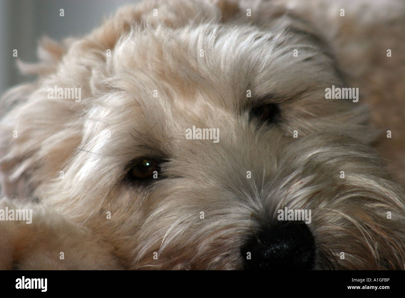 Rivestito di morbida Wheaten Terrier essendo glamour Foto Stock