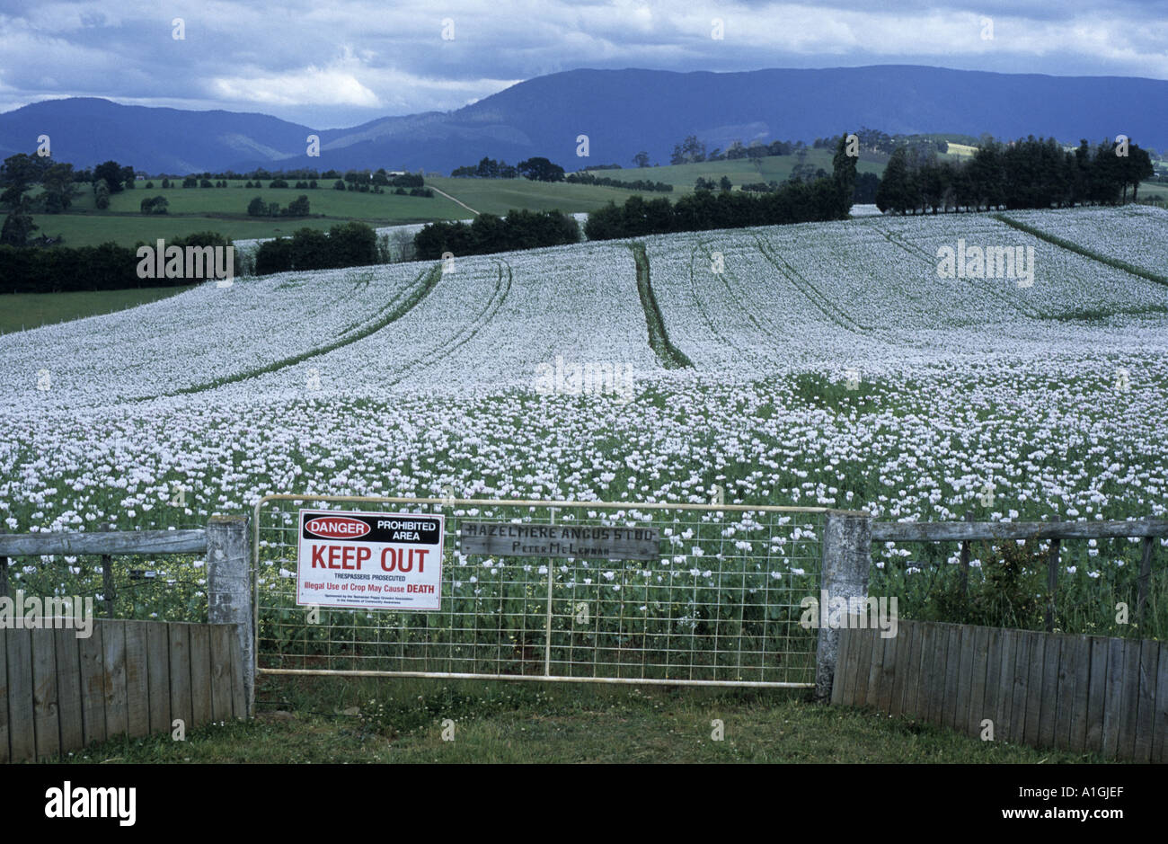 Papavero campo a Scottsdale, in Tasmania, Australia Foto Stock
