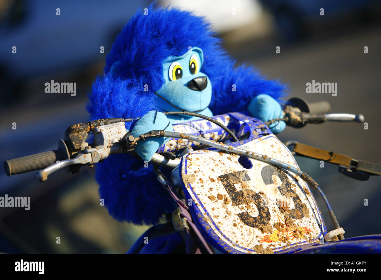 Animali impagliati in sella al Lago Elsinore Grand Prix Lake Elsinore Riverside County in California negli Stati Uniti Foto Stock