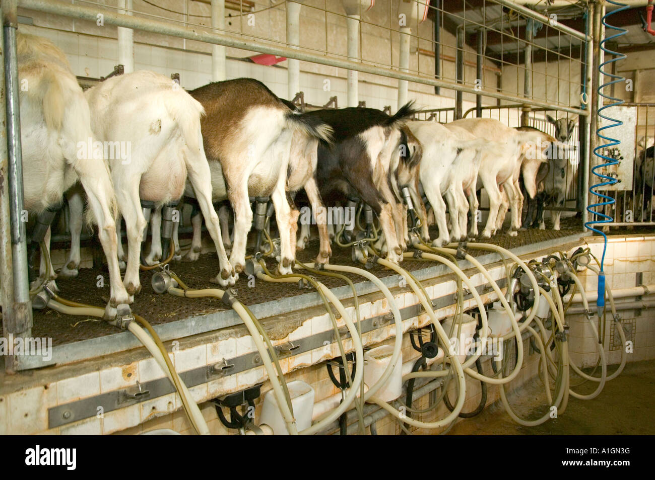 Goat Dairy Farm, una sala mungitura, Foto Stock