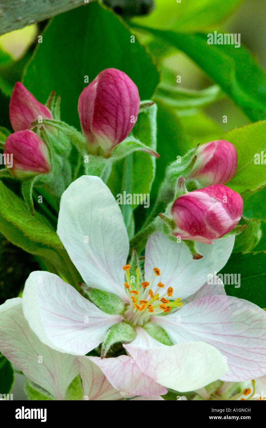 Apple blossoms, ramo, California Foto Stock