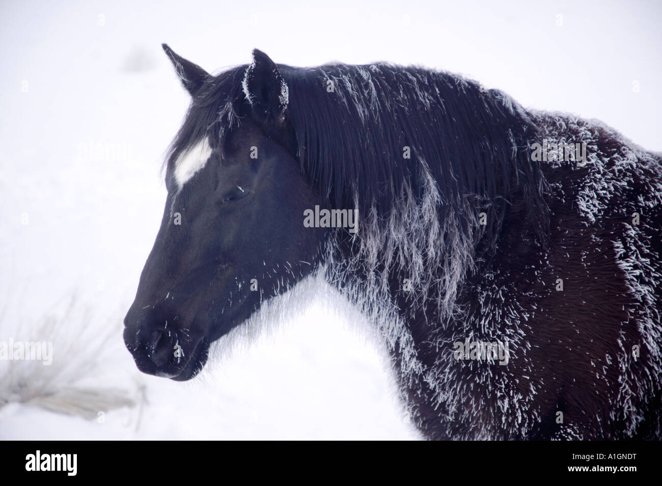 Wild Horse, brina sul muso e criniera, Nevada Foto Stock