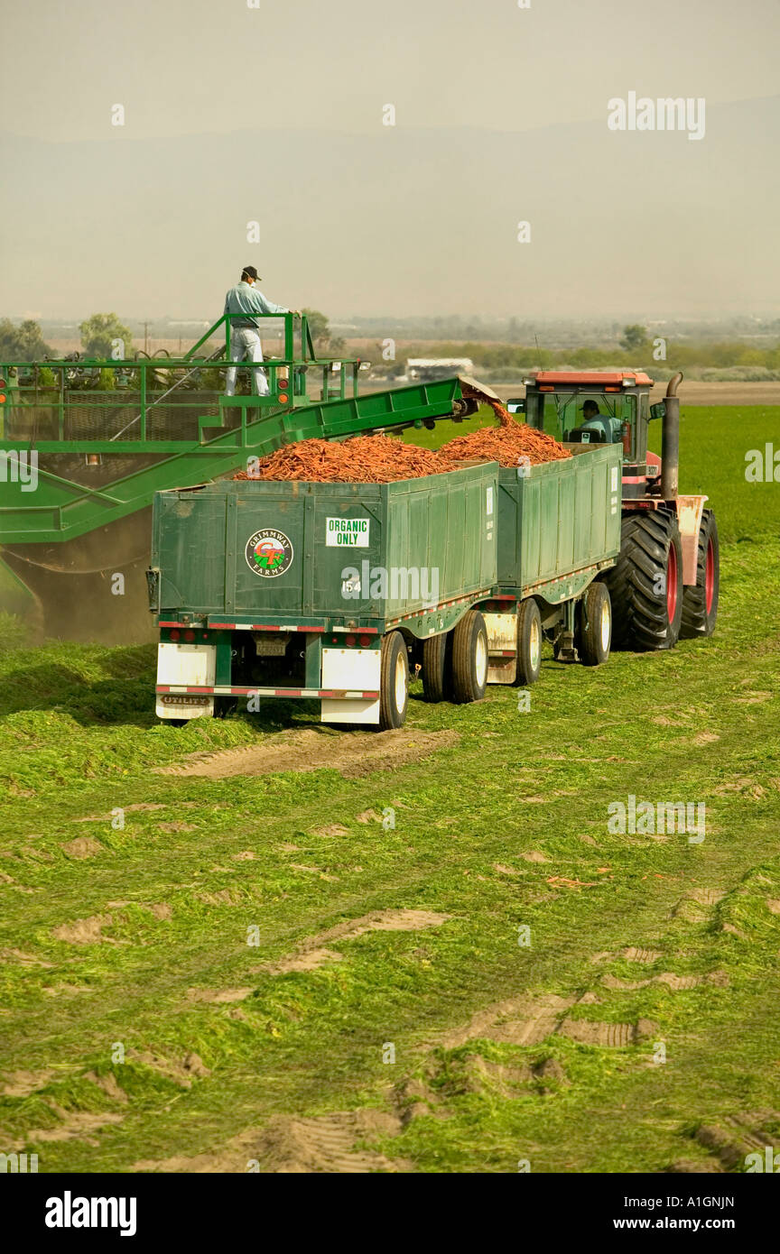 Trattore, lavoratore ispanico che raccoglie carote in campo organico, California. Foto Stock
