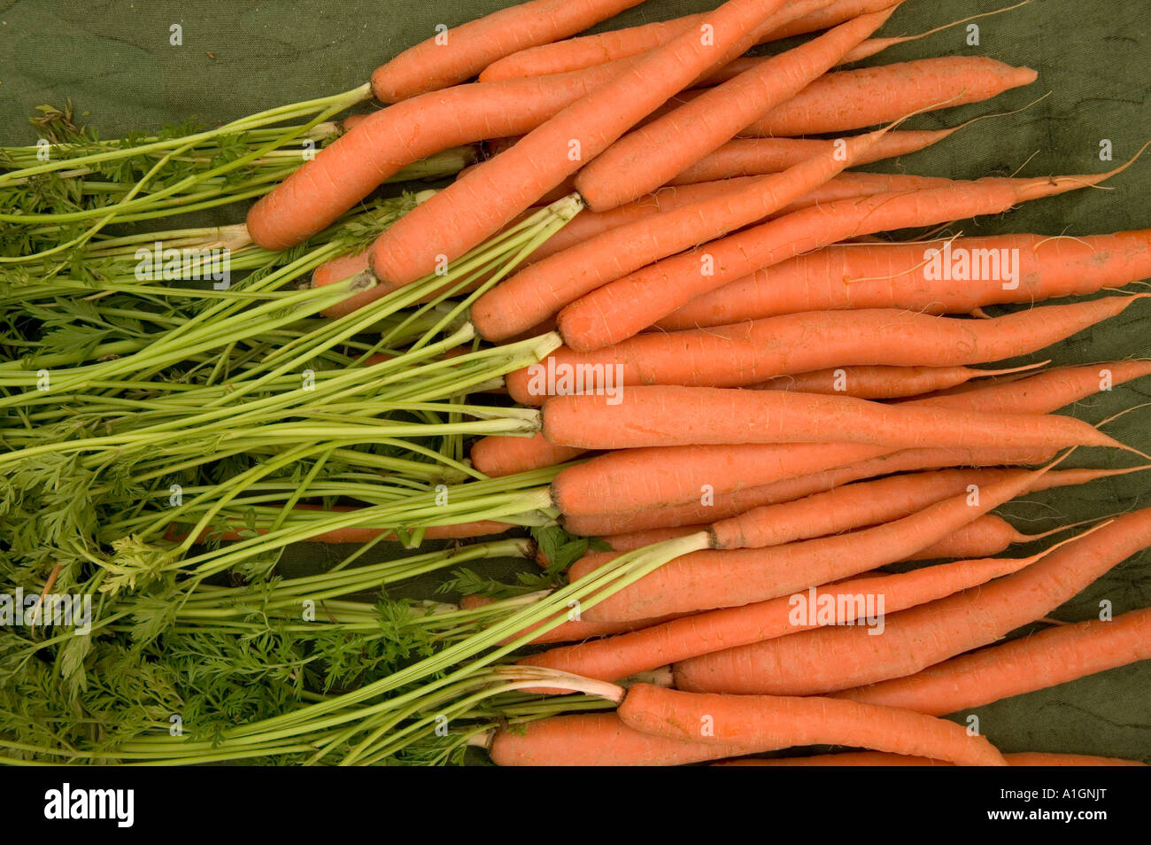Raccolti organici di carote con verdi, California Foto Stock