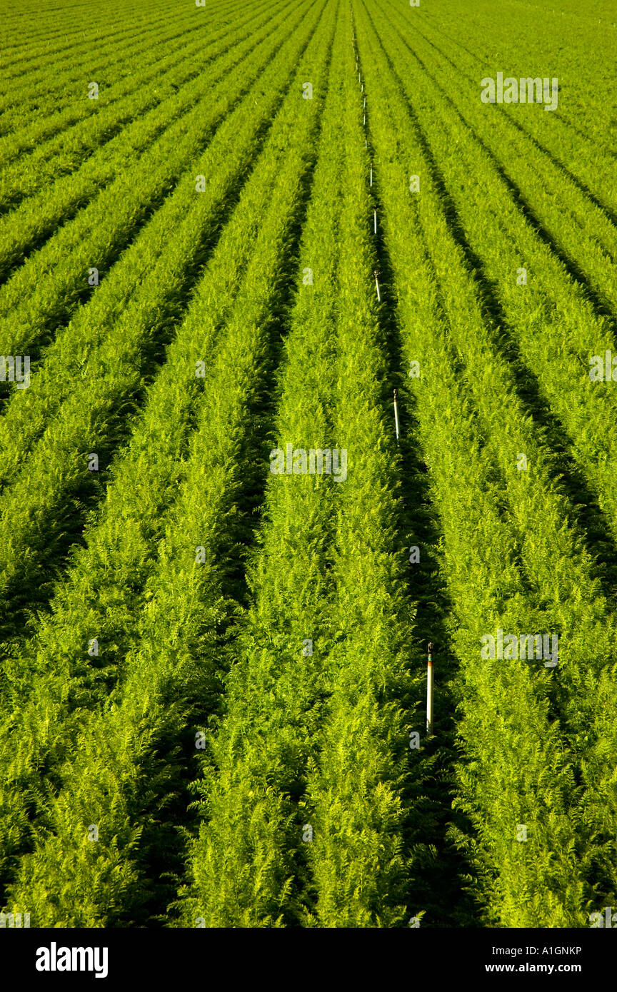 Organici campo di carota , campo di piantare, Foto Stock