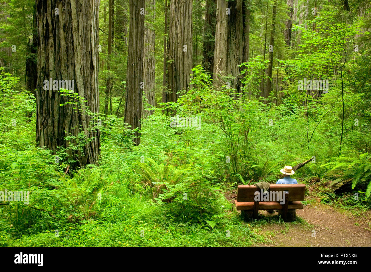 Banco meditating di riposo dell'escursionista, foresta di sequoie, parco statale di Jedediah Smith. Foto Stock