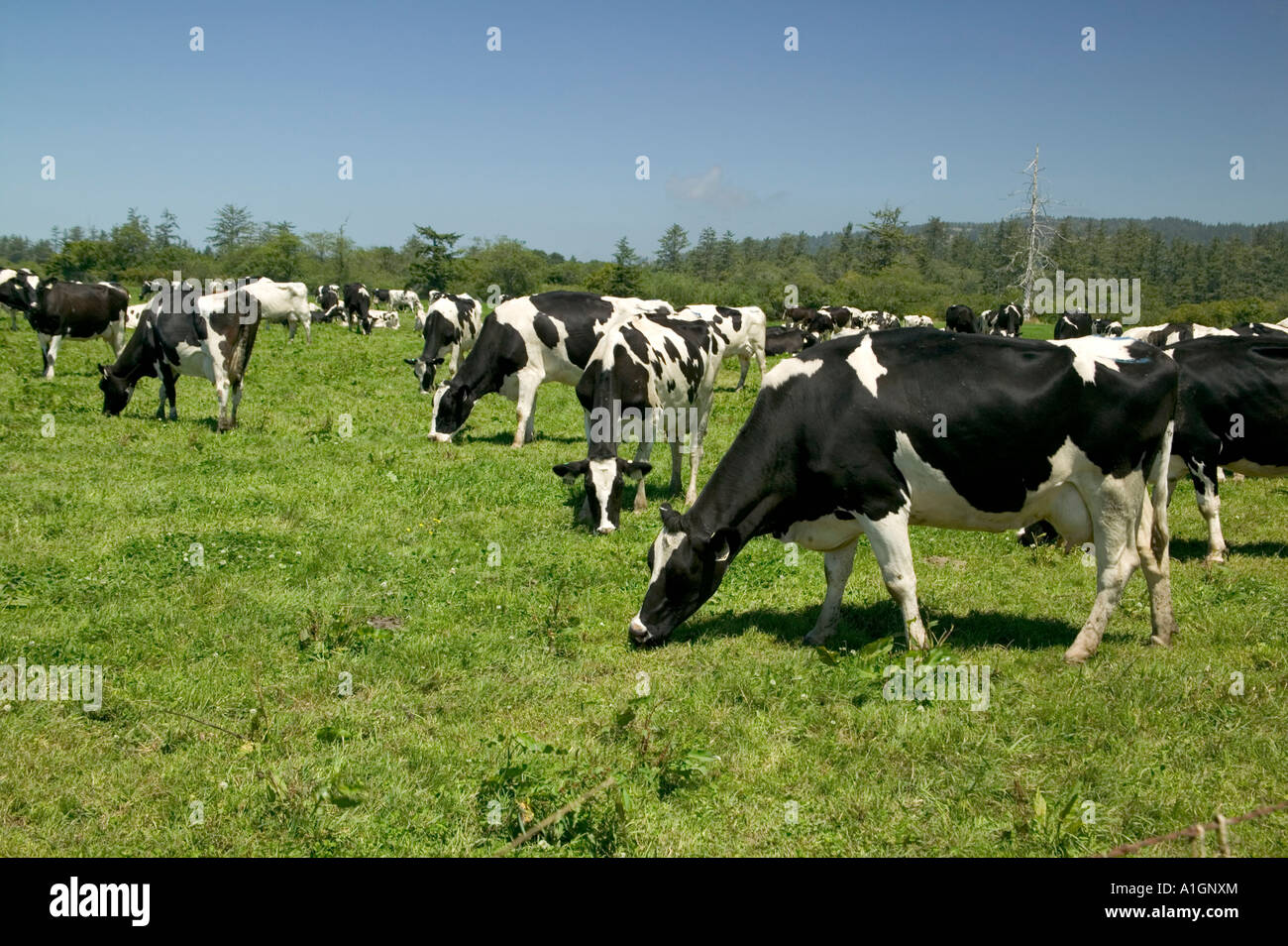 Holstein vacche da latte al pascolo, Eco latteria. Foto Stock